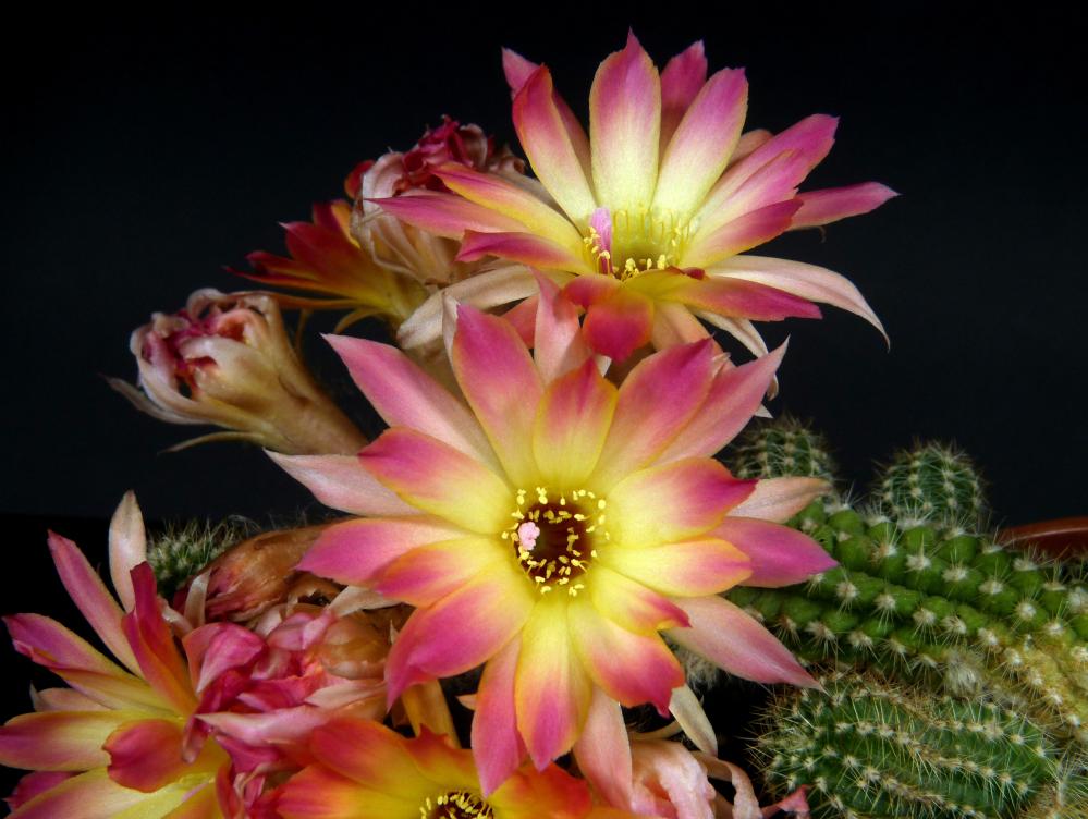 Chamaecereus